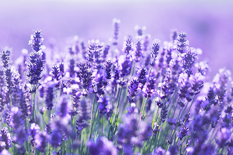 Calming Lavender Collection